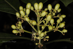 Psychotria anamallayana